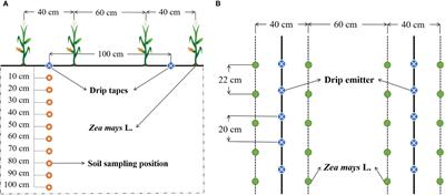 Organic Amendments promote saline-alkali soil desalinization and enhance maize growth